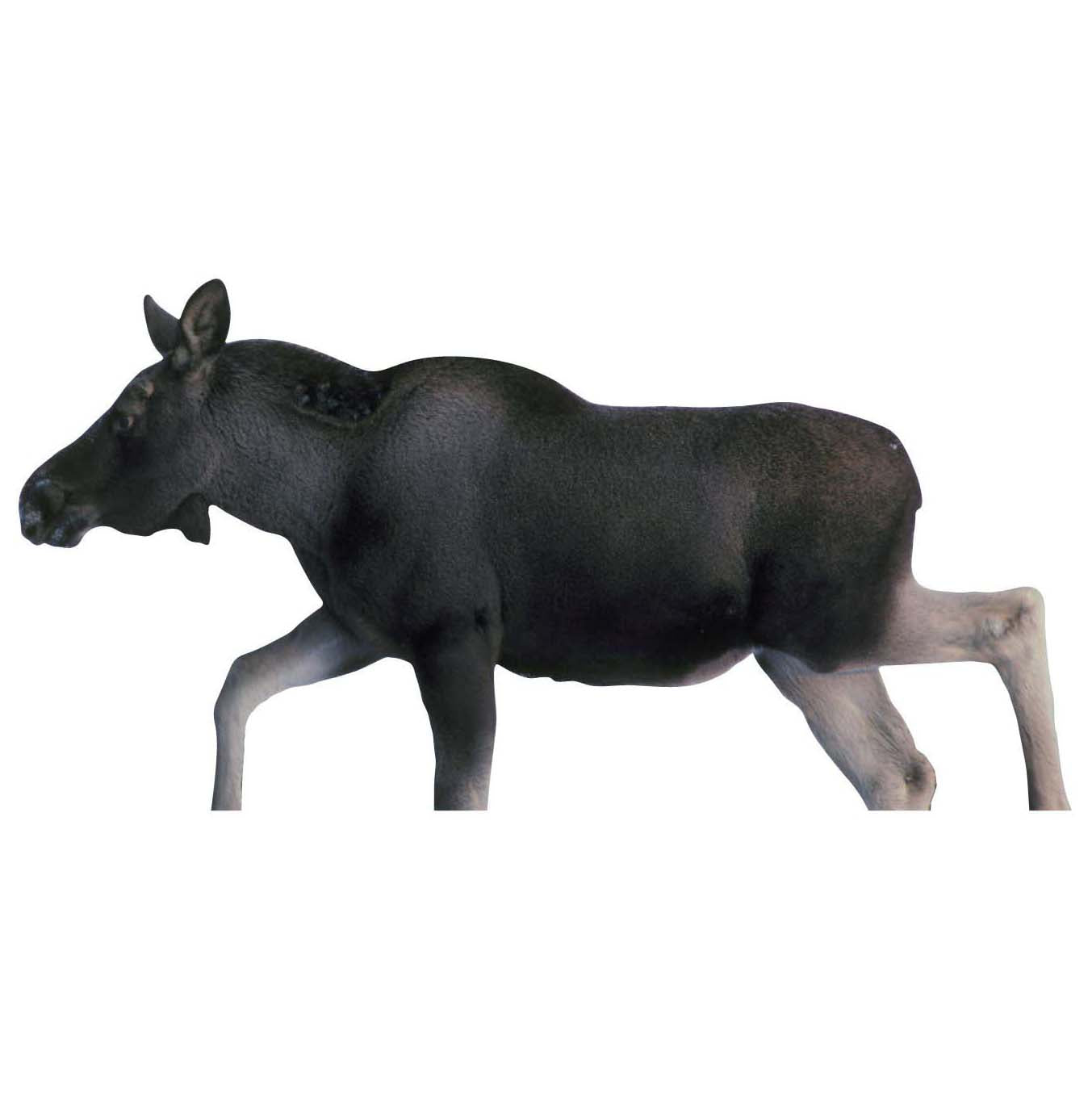 Skjutmål Älgkalv vänster