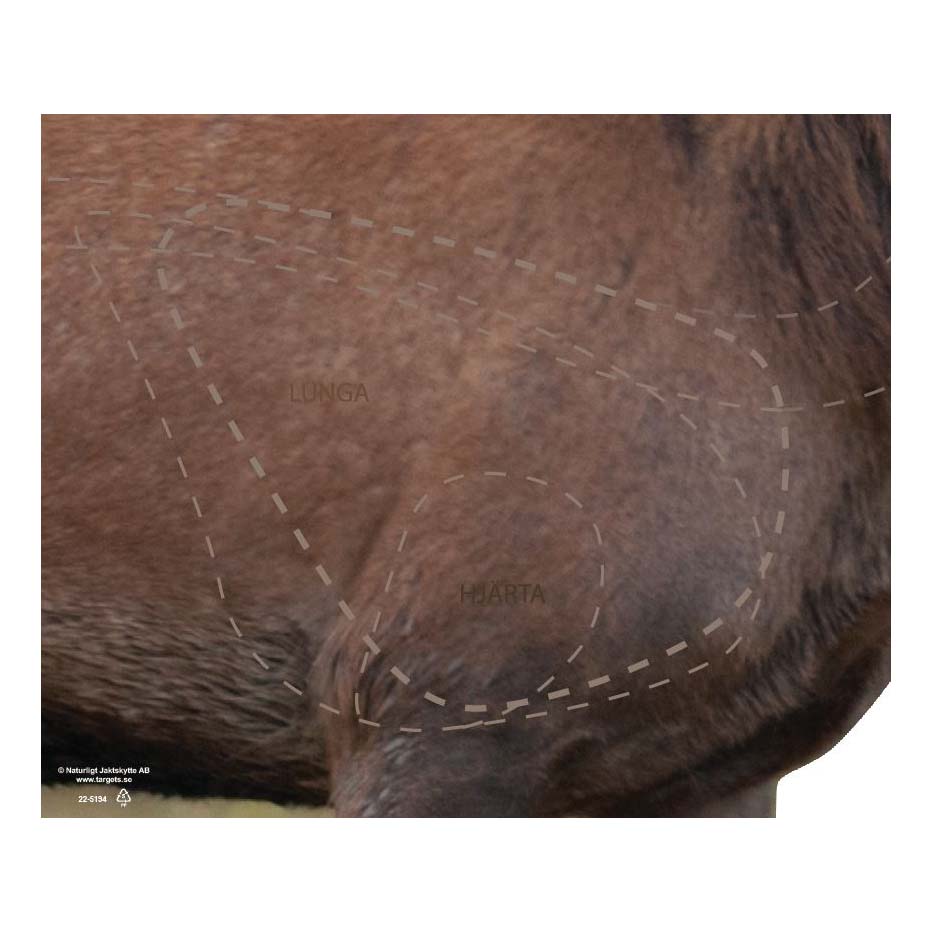 22-5194 Skjutmål Kronhjort träffområde höger