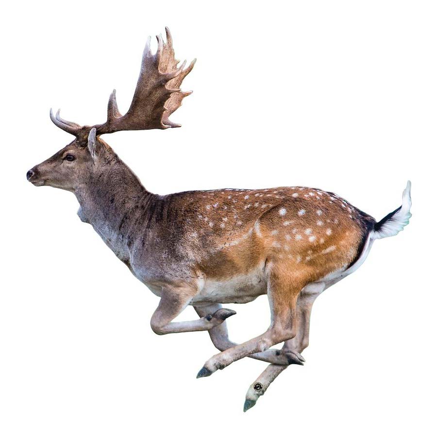 Skjutmål Dovhjort vänster