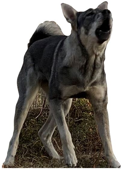 22-5231 Skjutmål Hund front