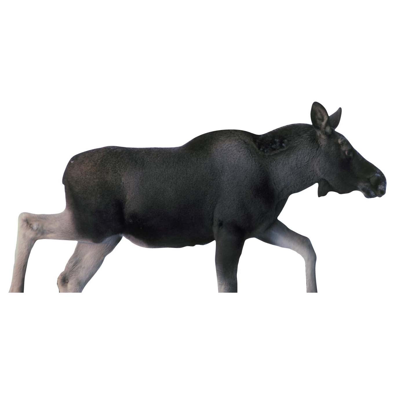 Skjutmål Älgkalv höger