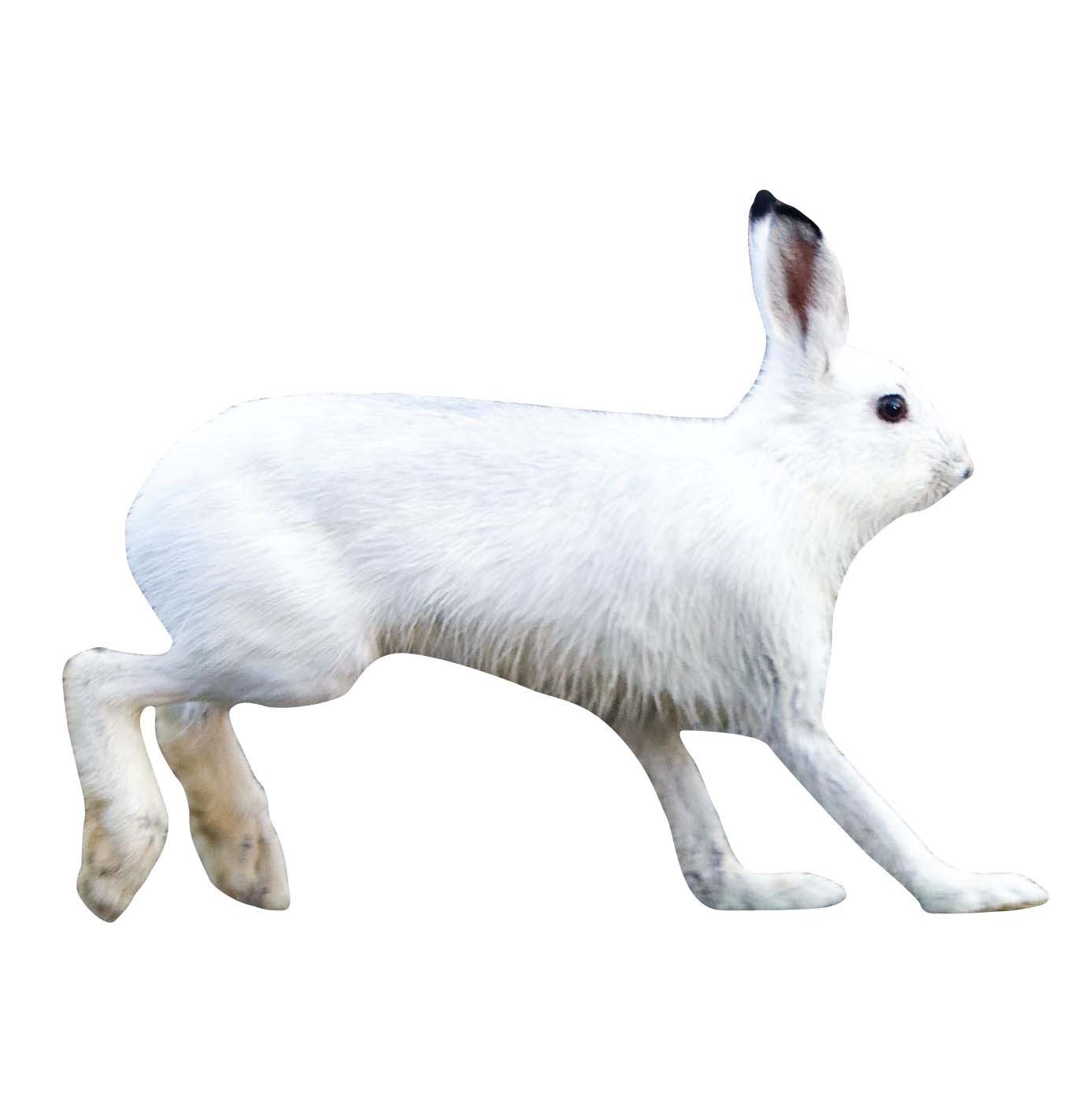 Skjutmål Hare höger