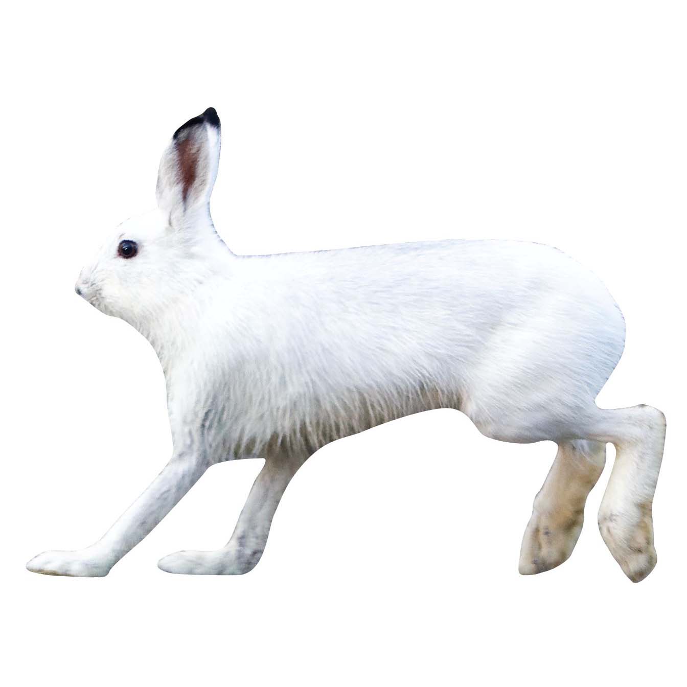 Skjutmål Hare vänster