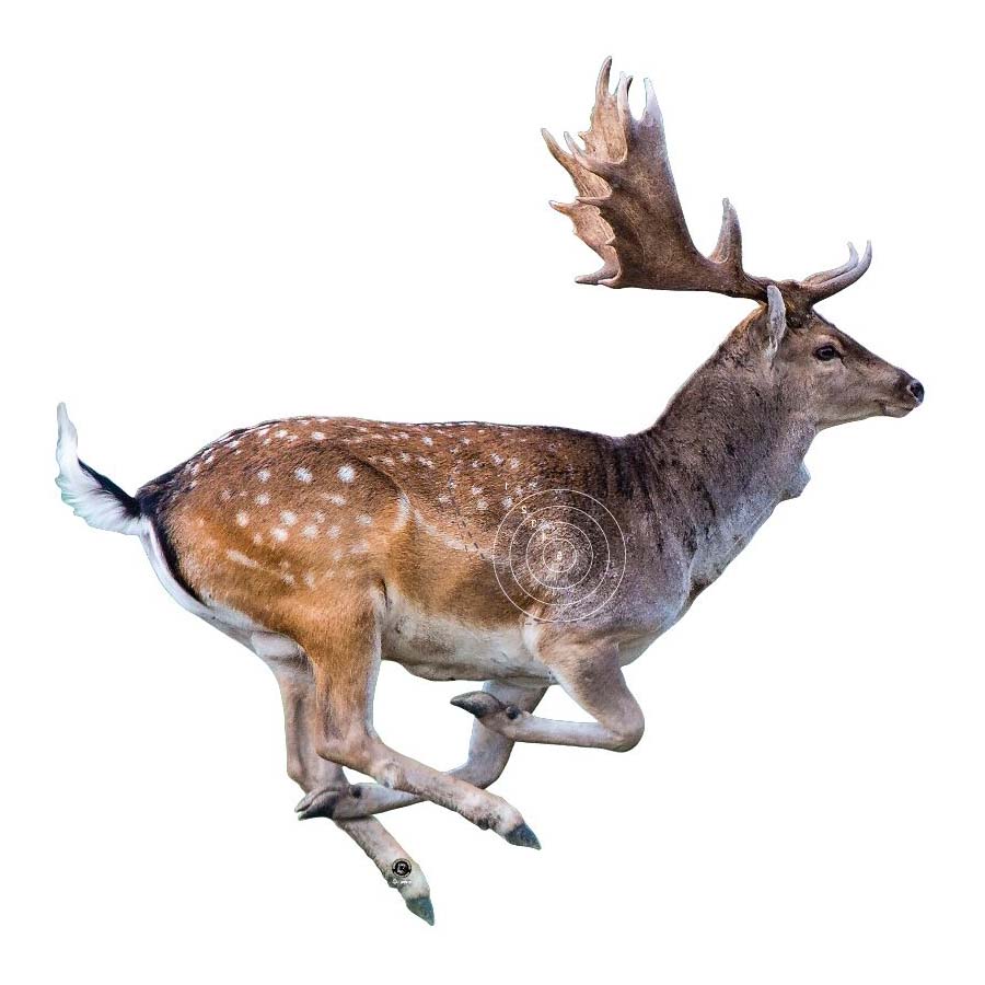 Skjutmål Dovhjort höger ringad