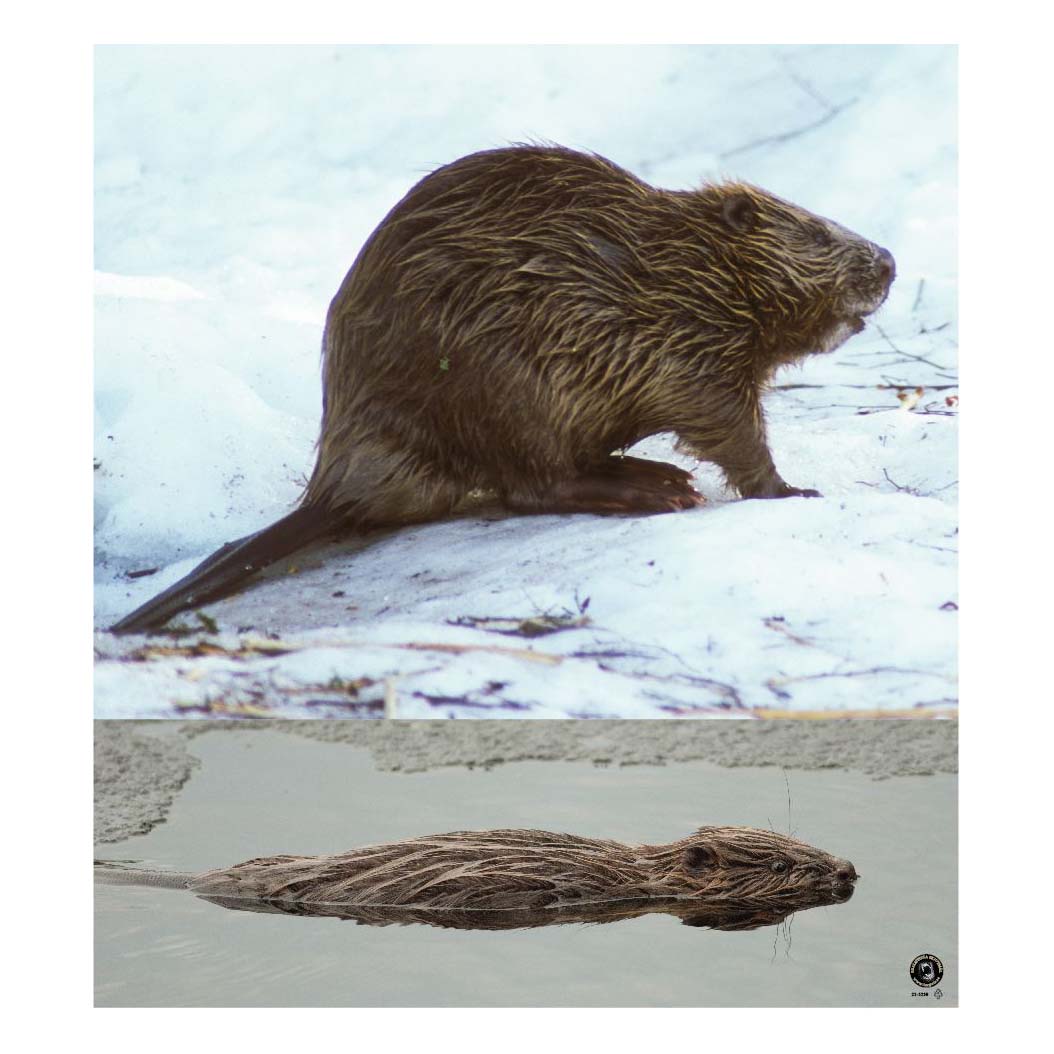 Skjutmål Bäver