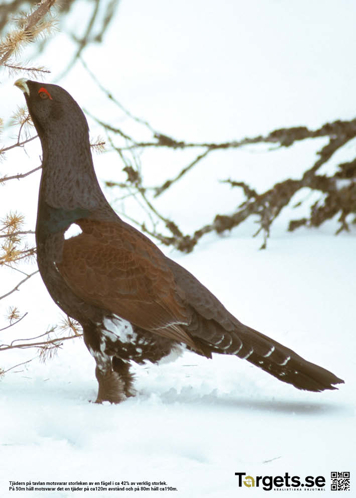 22-5246 Inskjutningstavlor med tjäder 12-pack